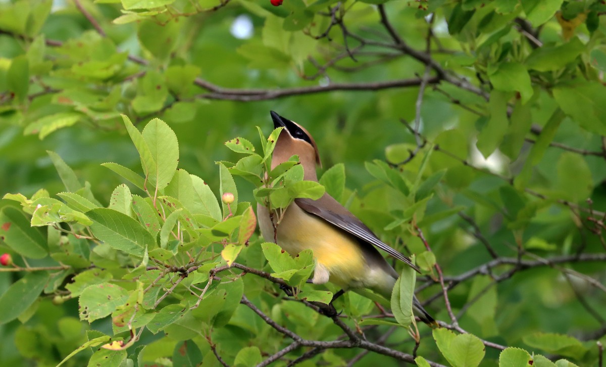 Cedar Waxwing - ML620087641