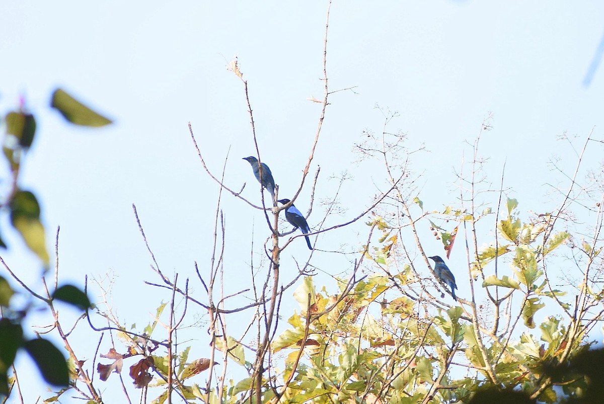 Asian Fairy-bluebird - ML620087644