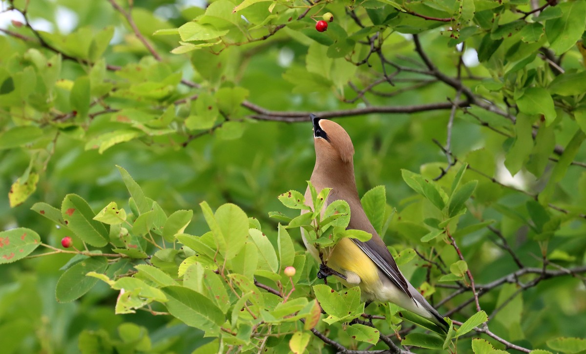 Cedar Waxwing - ML620087646