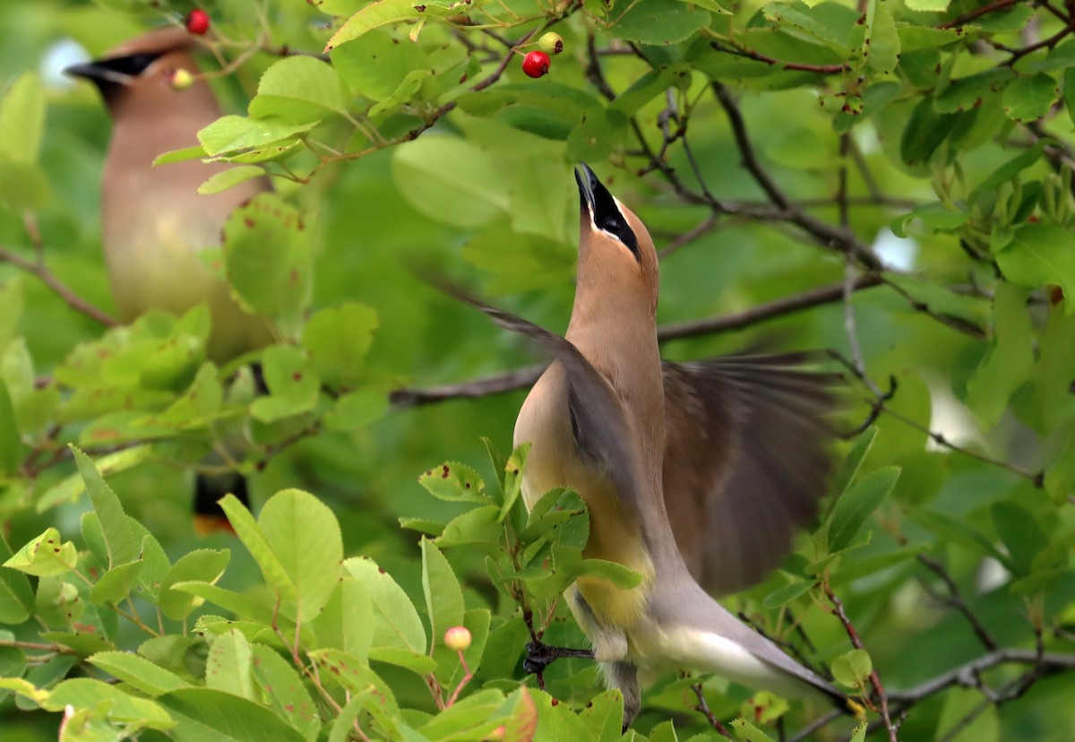 Cedar Waxwing - ML620087656