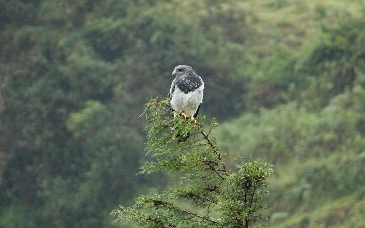 Black-chested Buzzard-Eagle - ML620087661