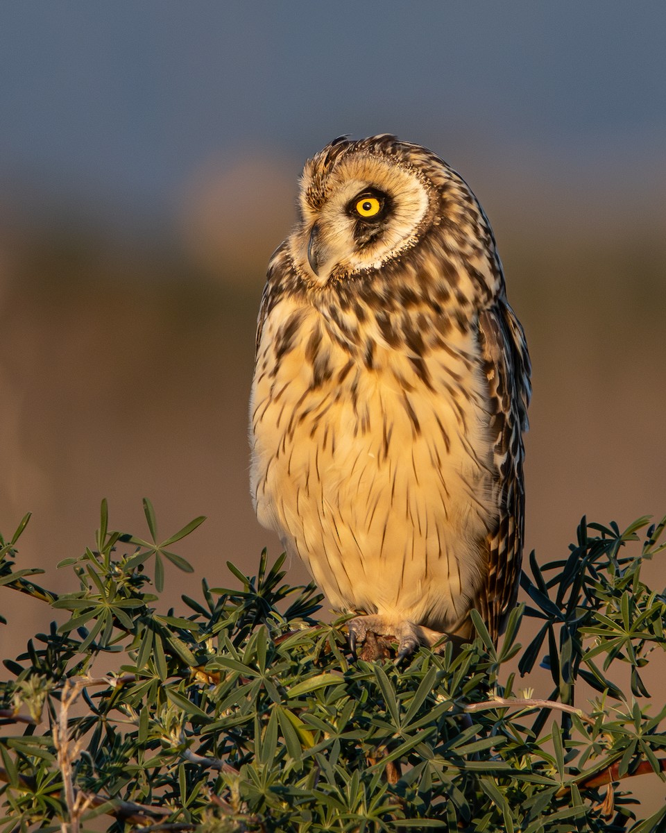 Short-eared Owl - ML620087666