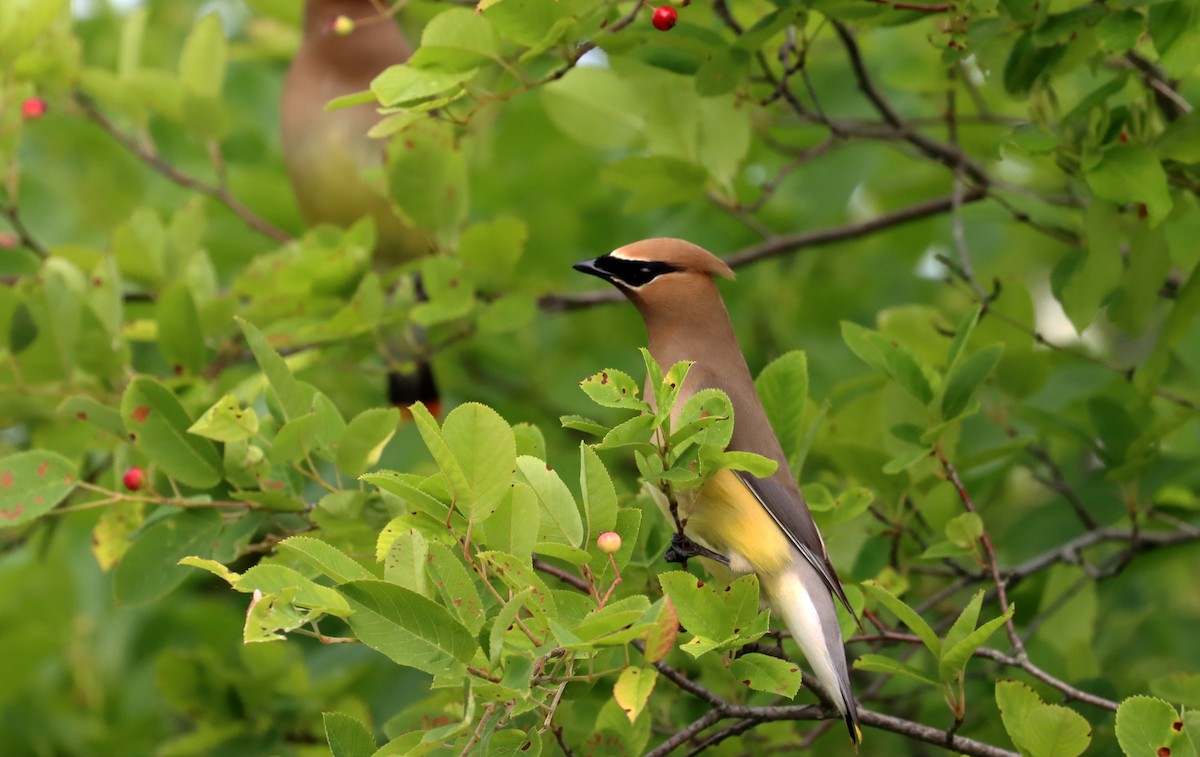 Cedar Waxwing - ML620087668