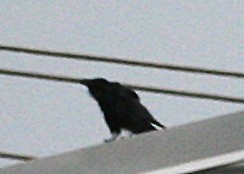 Common Raven - ML620087689