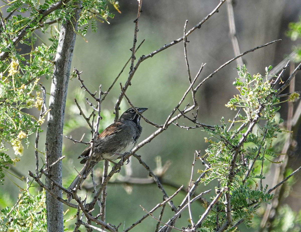 Five-striped Sparrow - ML620087690
