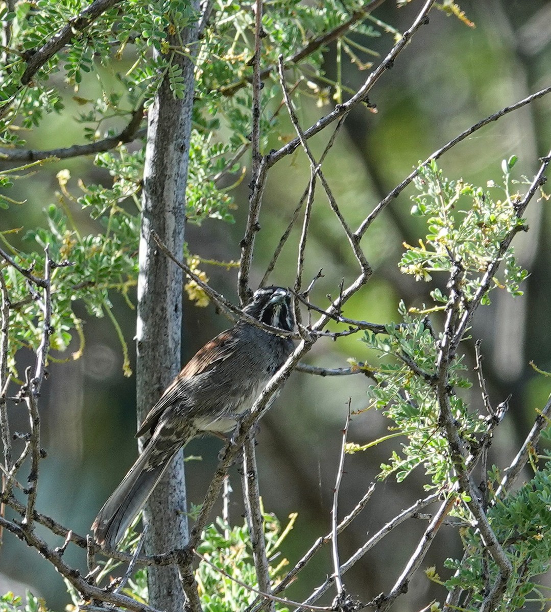 Five-striped Sparrow - ML620087691