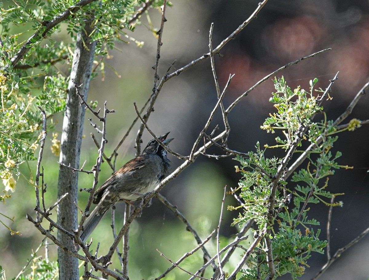 Five-striped Sparrow - ML620087692