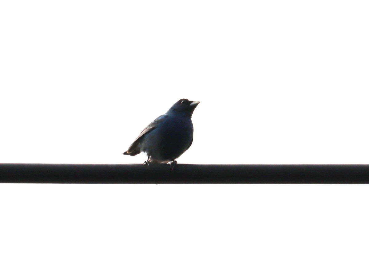 Indigo Bunting - ML620087694