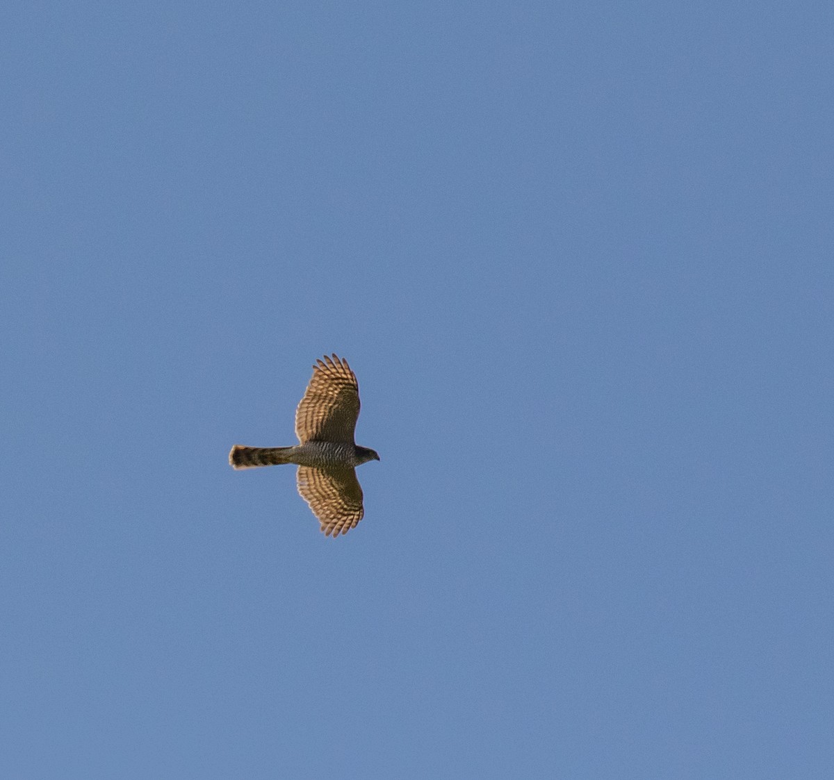 Eurasian Sparrowhawk - ML620087706