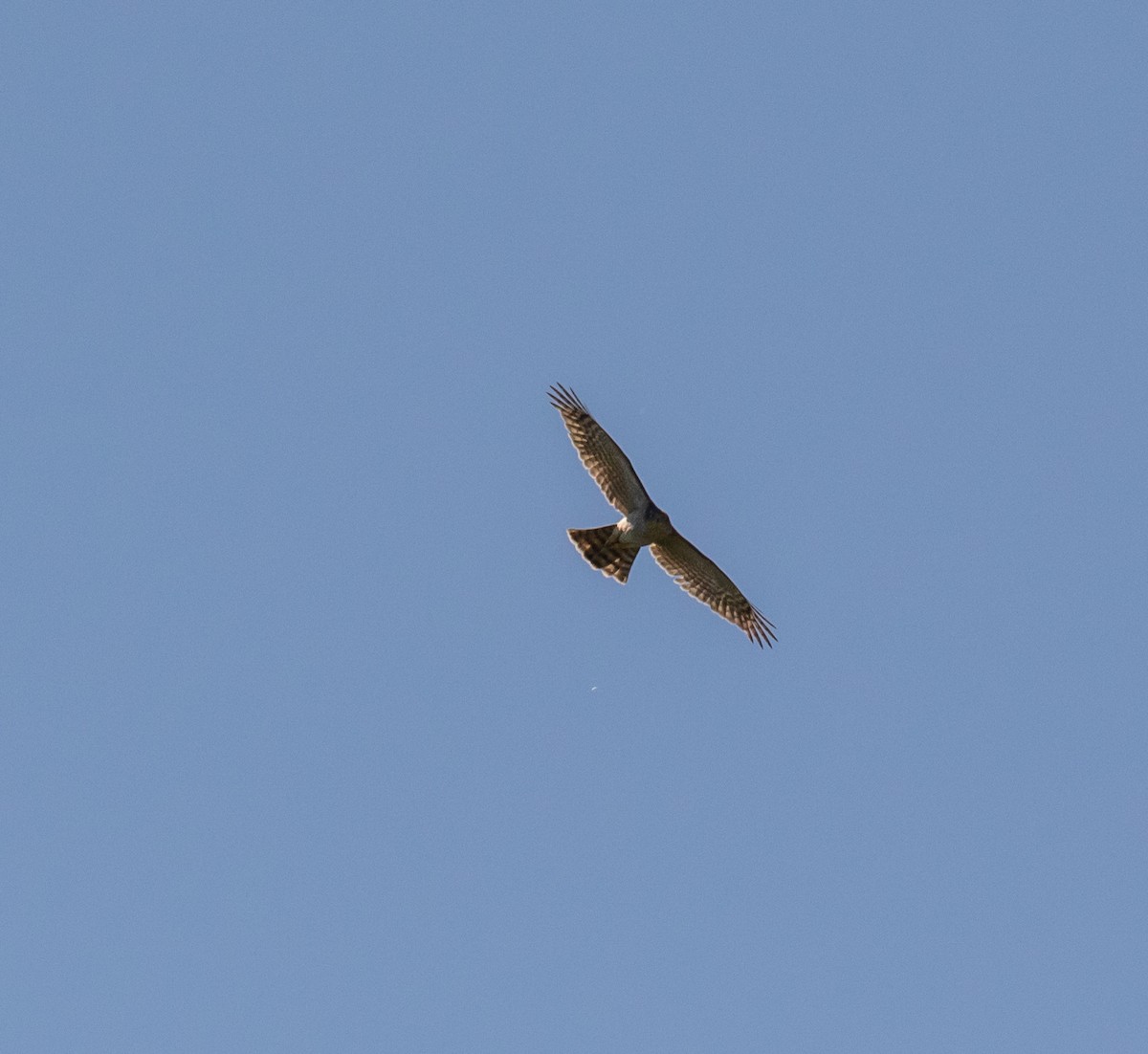 Eurasian Sparrowhawk - ML620087708