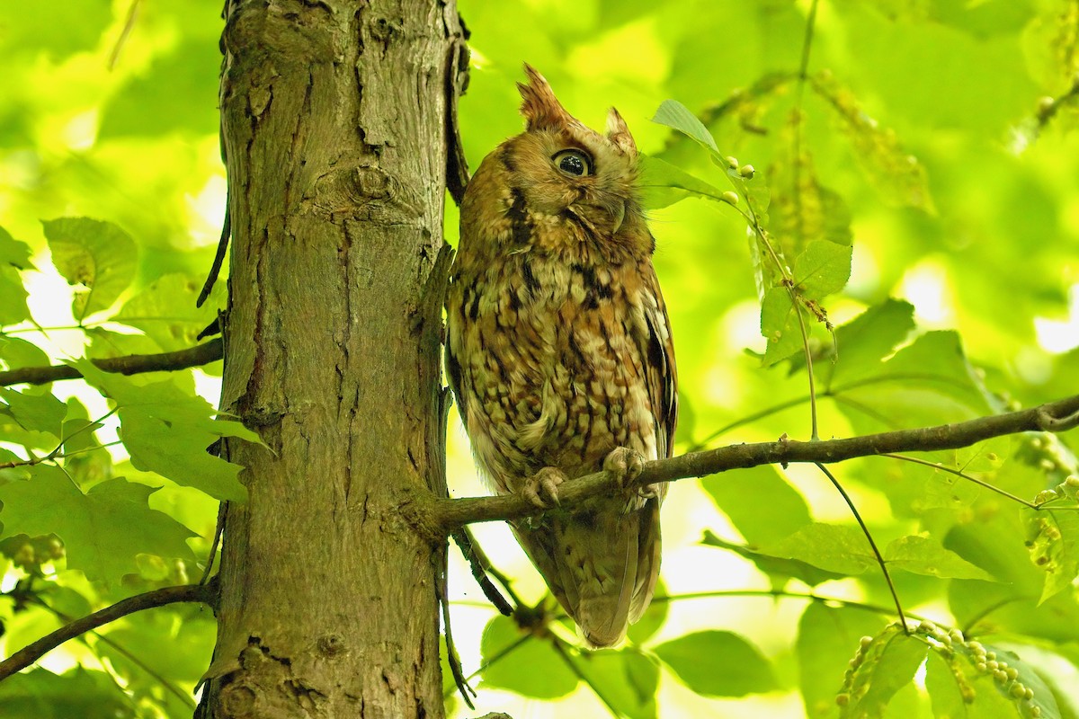 Eastern Screech-Owl - ML620087714