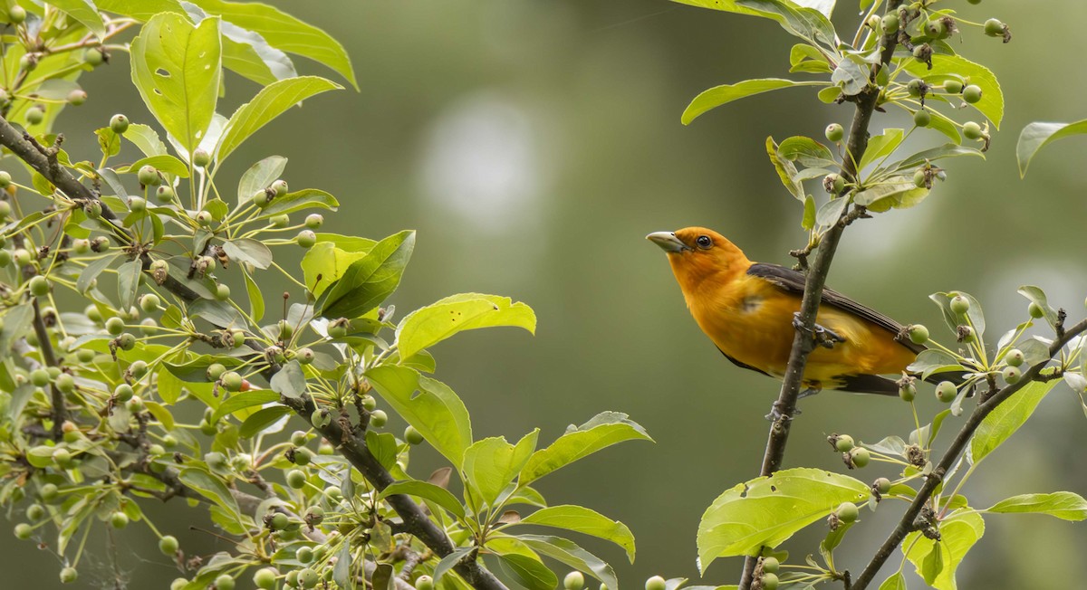 Scarlet Tanager - ML620087719