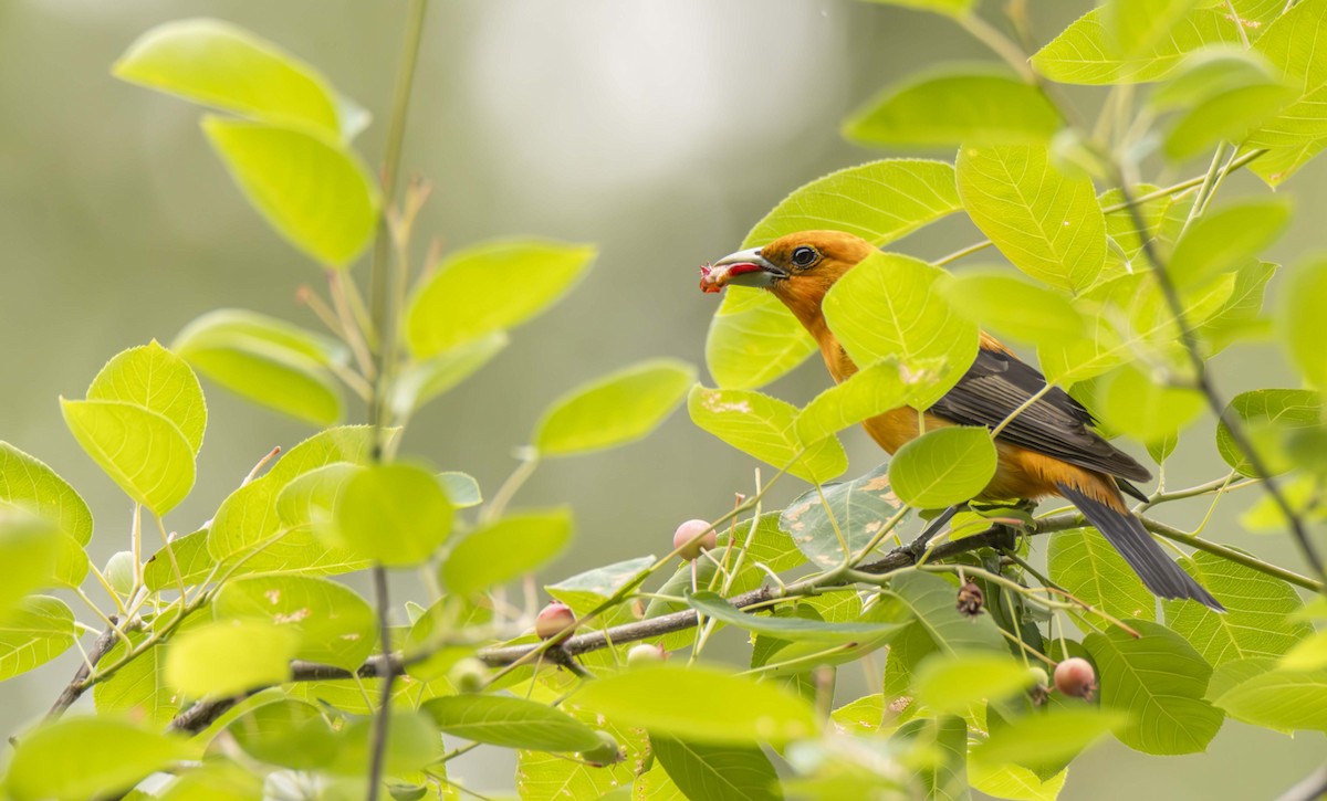 Scarlet Tanager - ML620087720