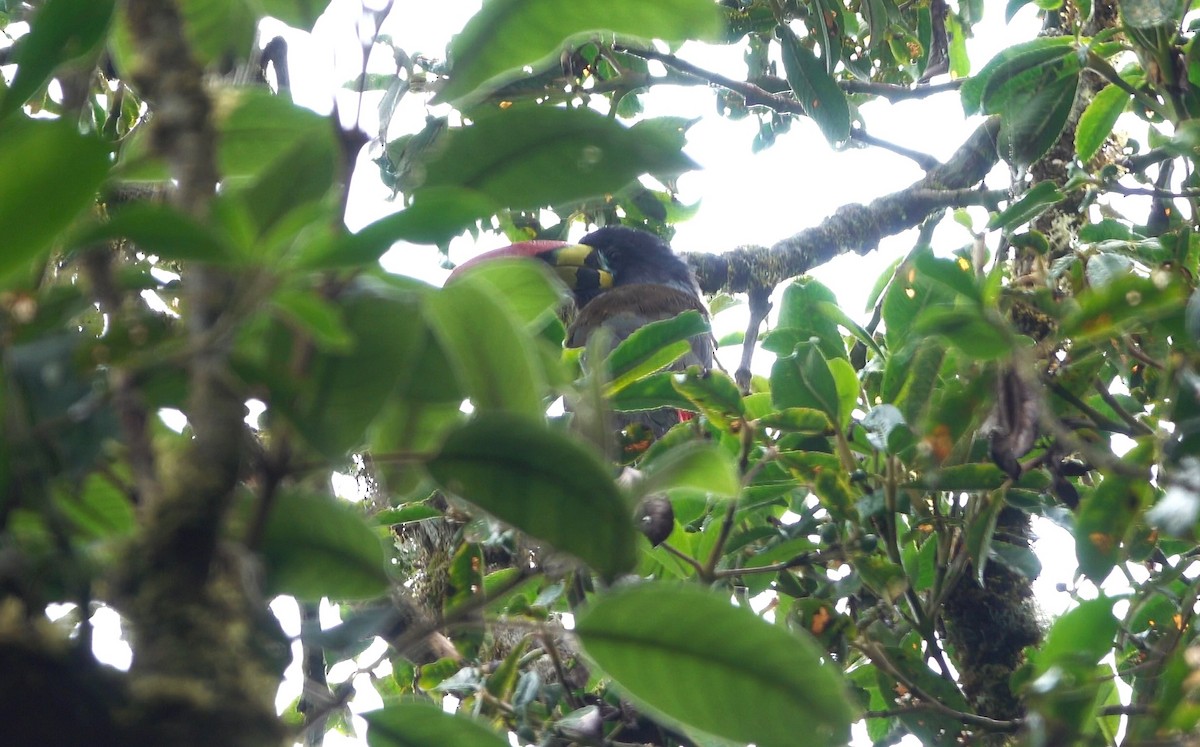 Gray-breasted Mountain-Toucan - ML620087722