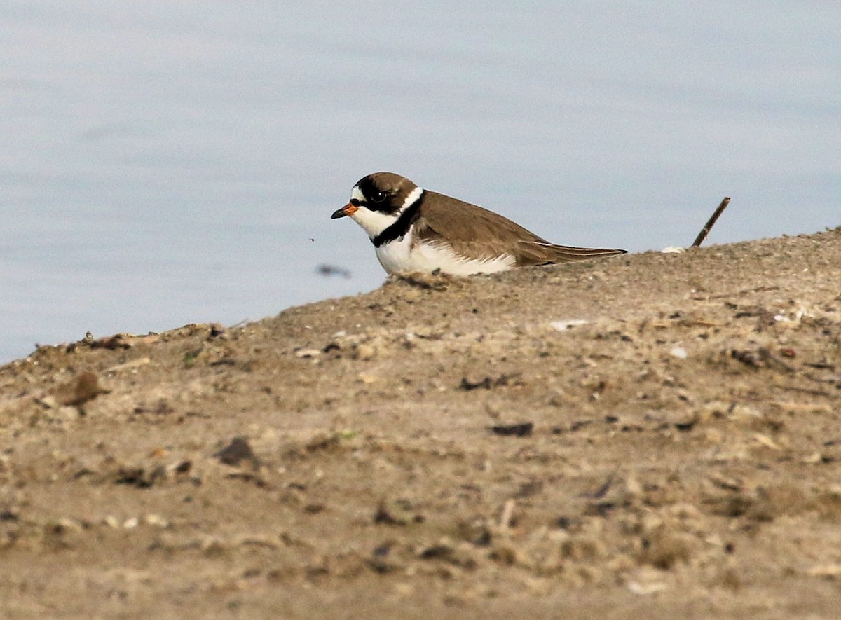 Semipalmated Plover - ML620087726