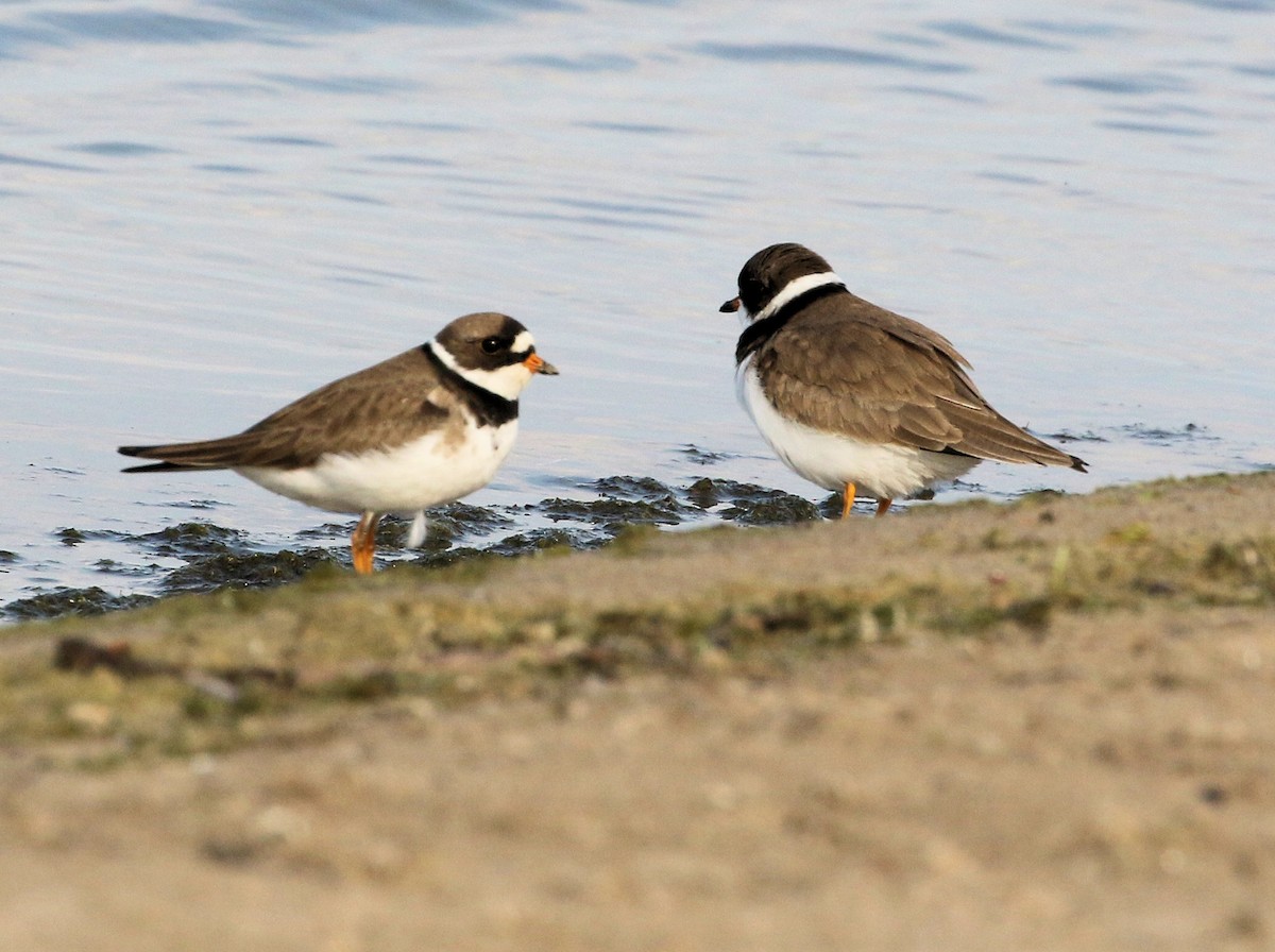 Semipalmated Plover - ML620087727