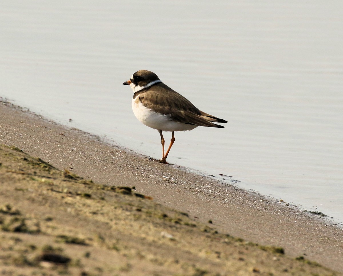 Semipalmated Plover - ML620087728