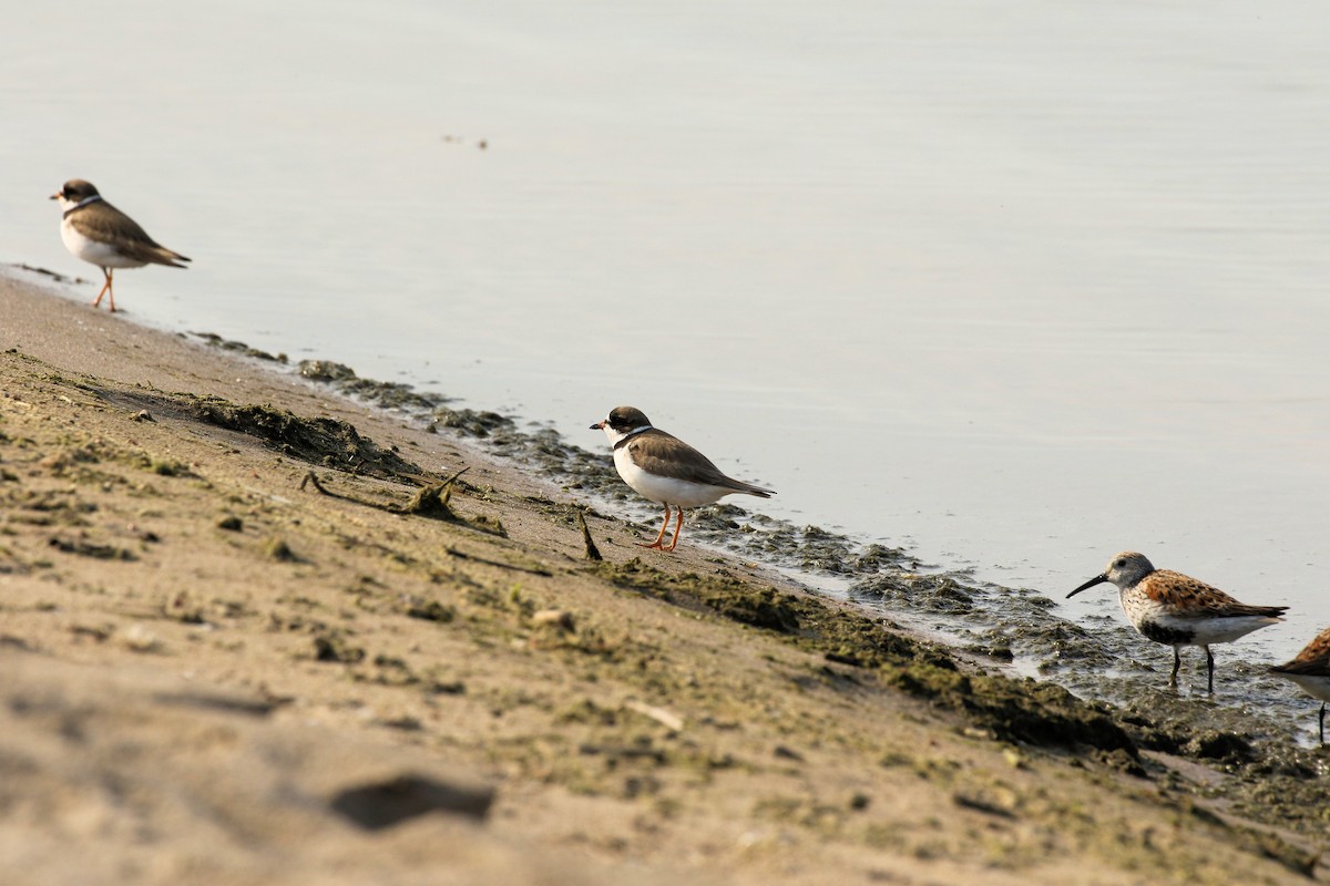 Semipalmated Plover - ML620087729