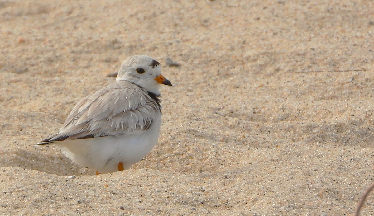 Piping Plover - ML620087733