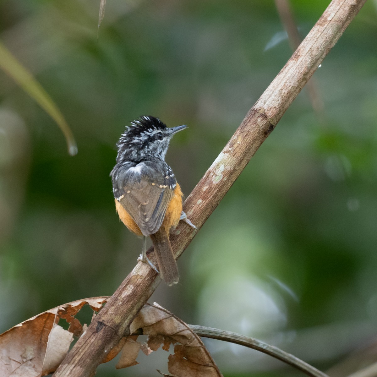 Guianan Warbling-Antbird - ML620087736