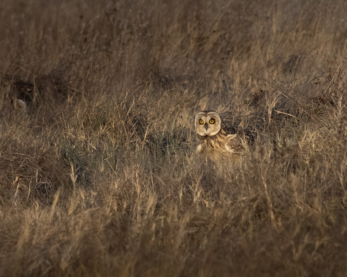 Short-eared Owl - ML620087754