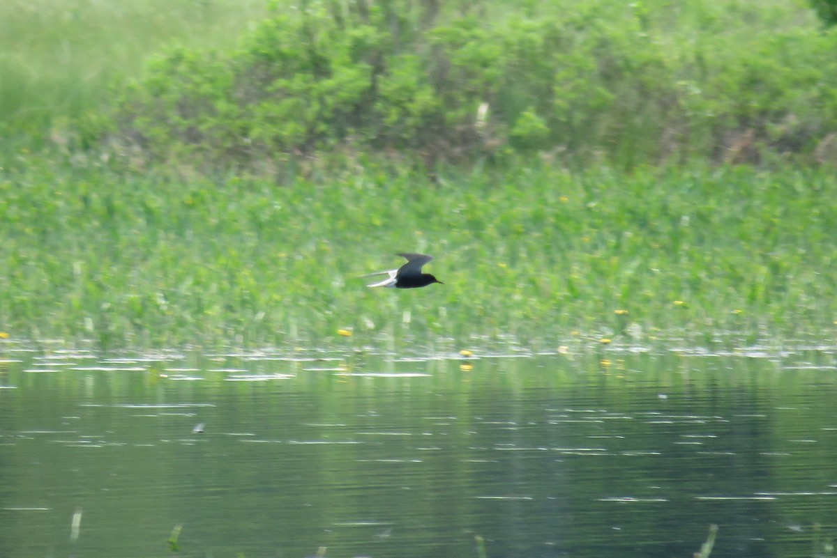 Black Tern - ML620087794