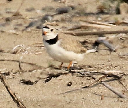 Piping Plover - ML620087806