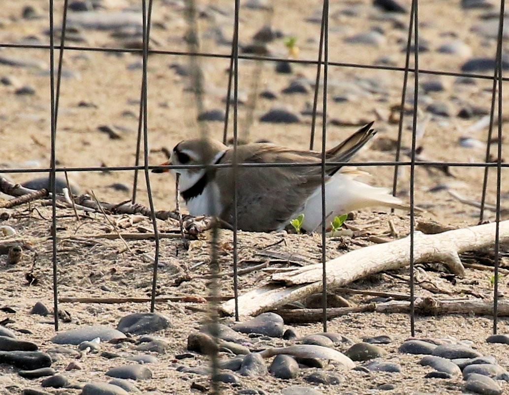 Piping Plover - ML620087808