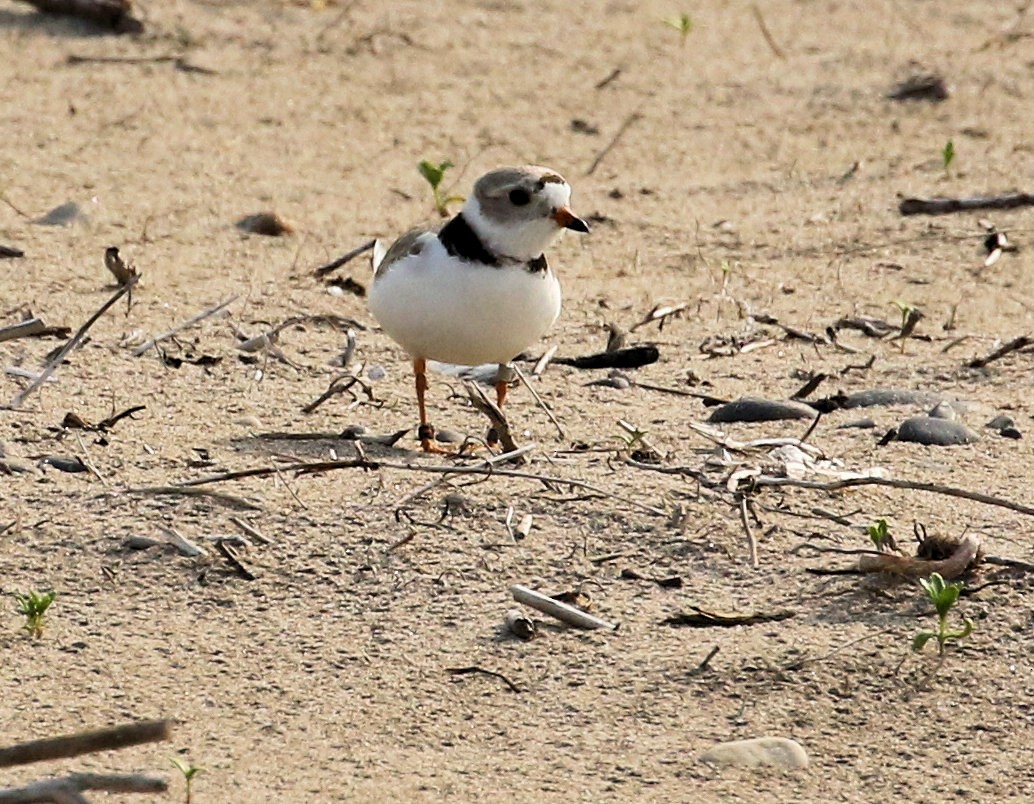 Piping Plover - ML620087809