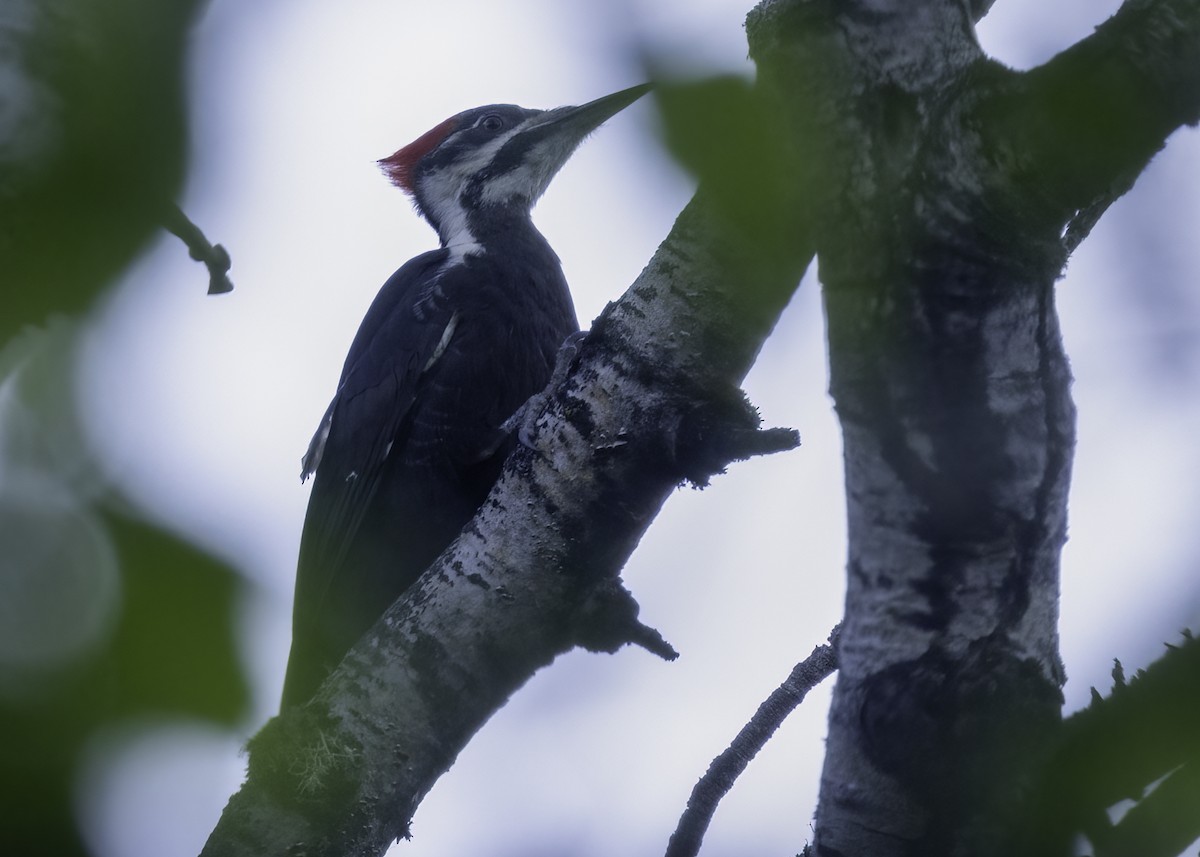 Pileated Woodpecker - ML620087825
