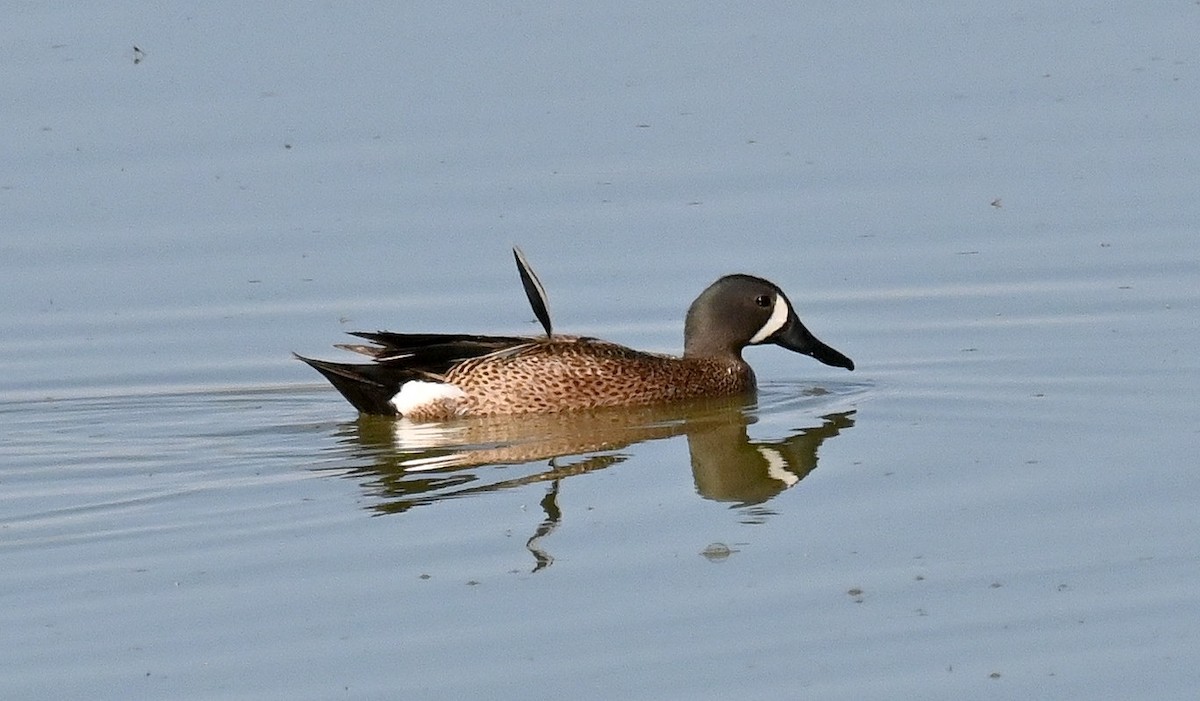 Blue-winged Teal - ML620087843