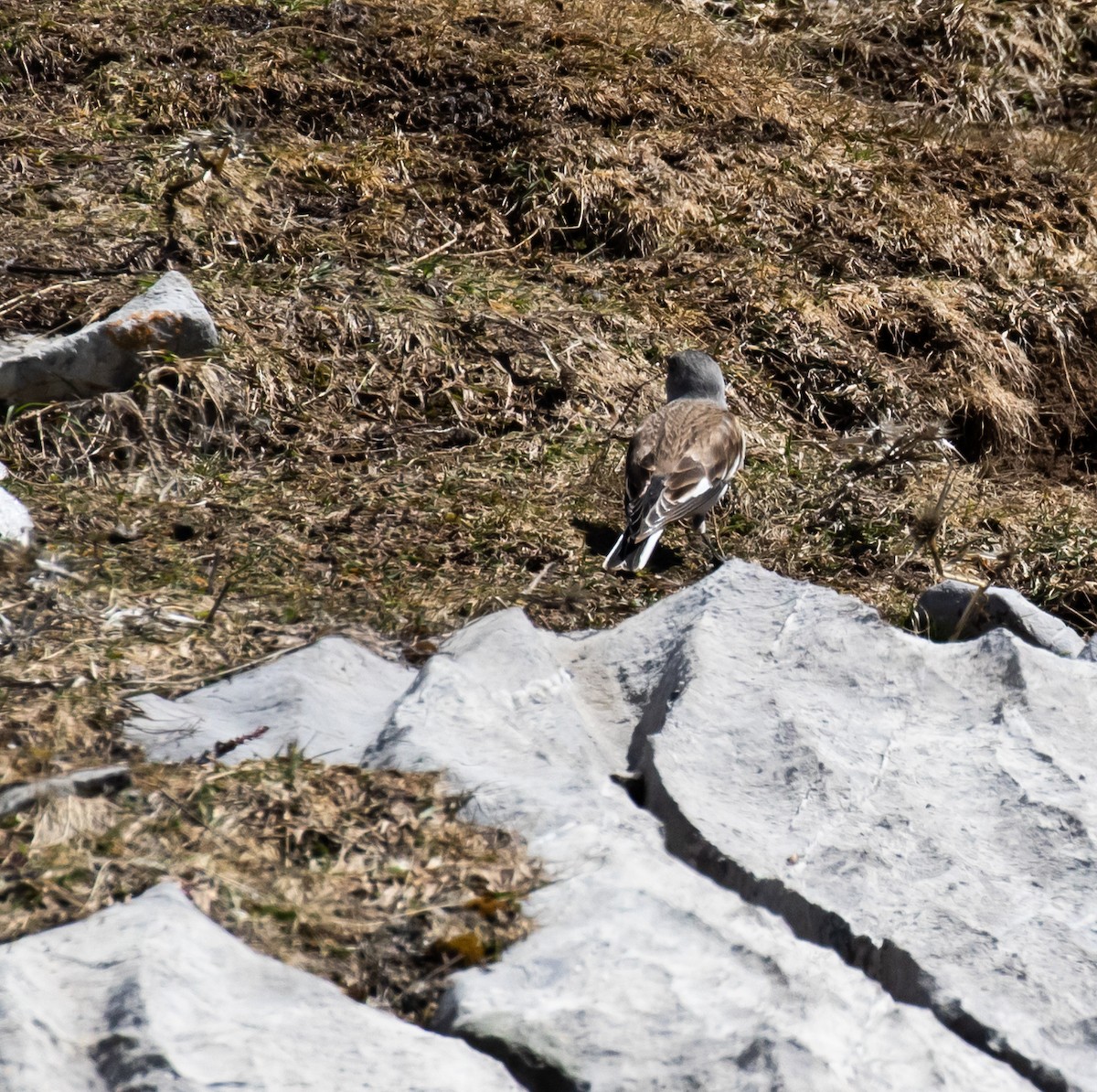 White-winged Snowfinch - ML620087868