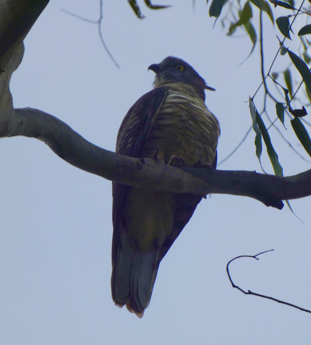 Pacific Baza - ML620087876