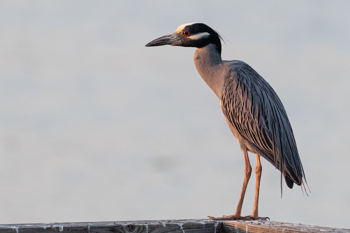 Yellow-crowned Night Heron - ML620087879