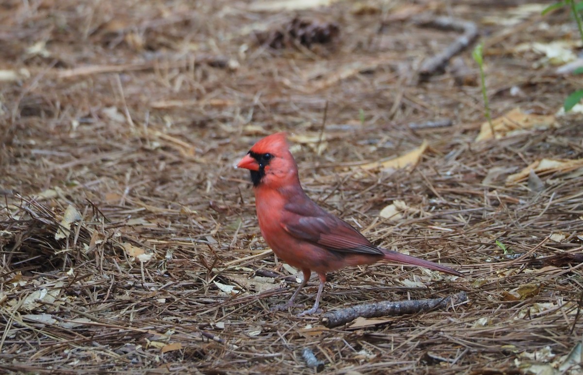 Cardinal rouge - ML620087881