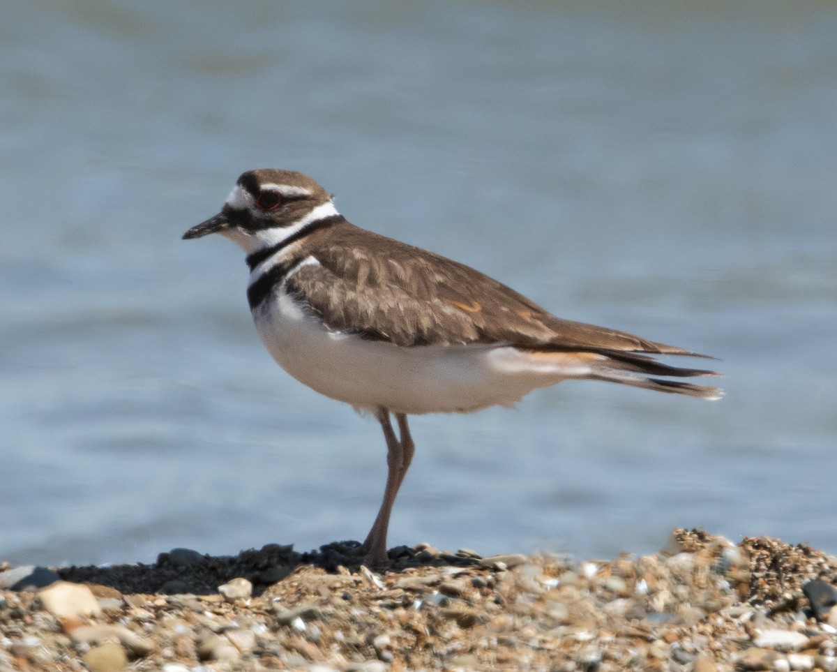 Killdeer - ML620087889