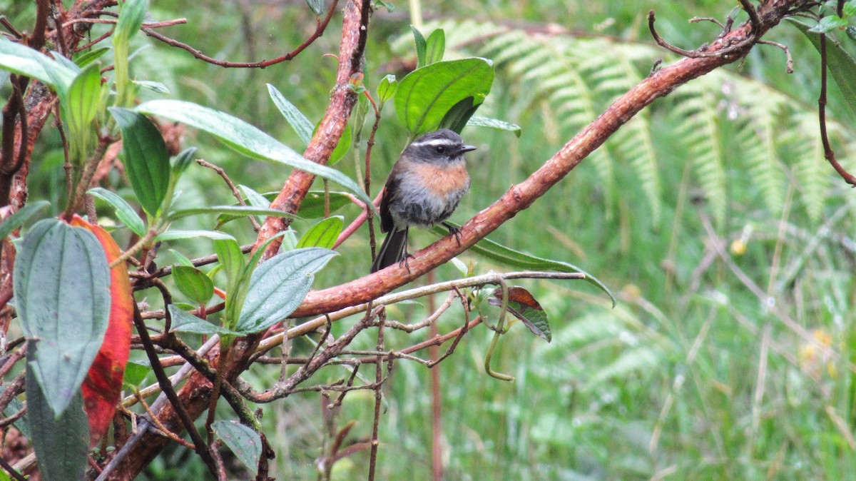 Rufous-breasted Chat-Tyrant - ML620087895