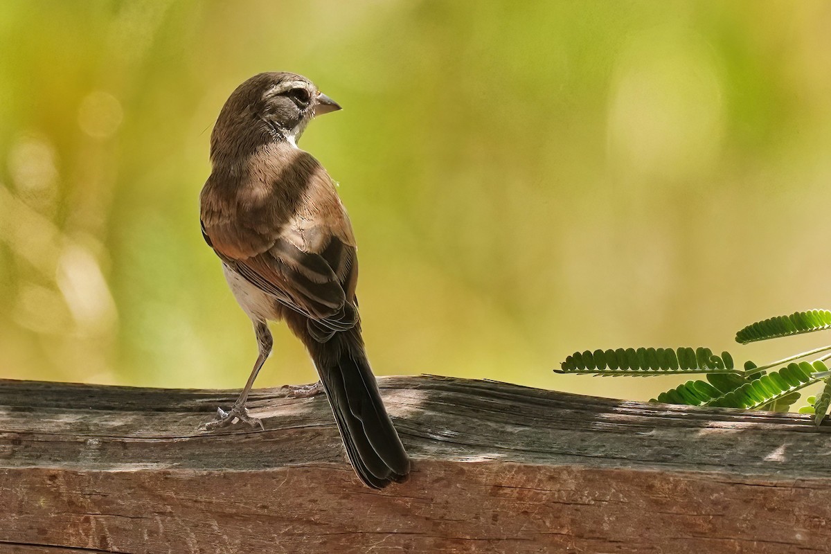 Black-throated Sparrow - ML620087900