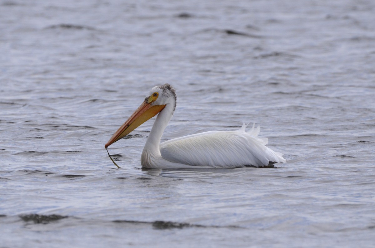 American White Pelican - ML620087906