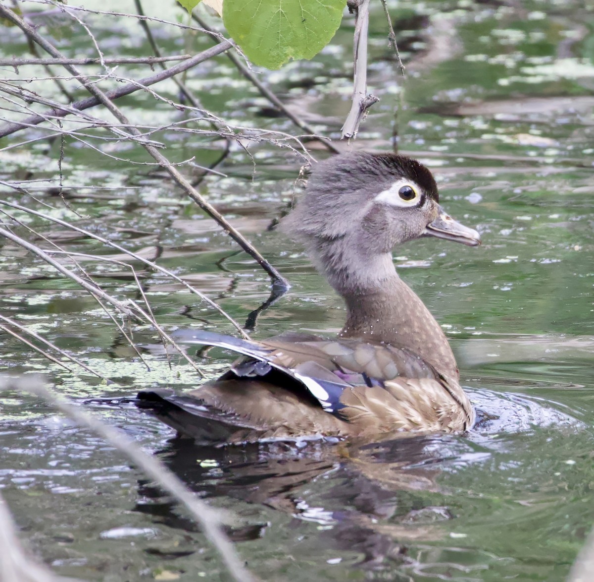 Wood Duck - Theodore  Anderson