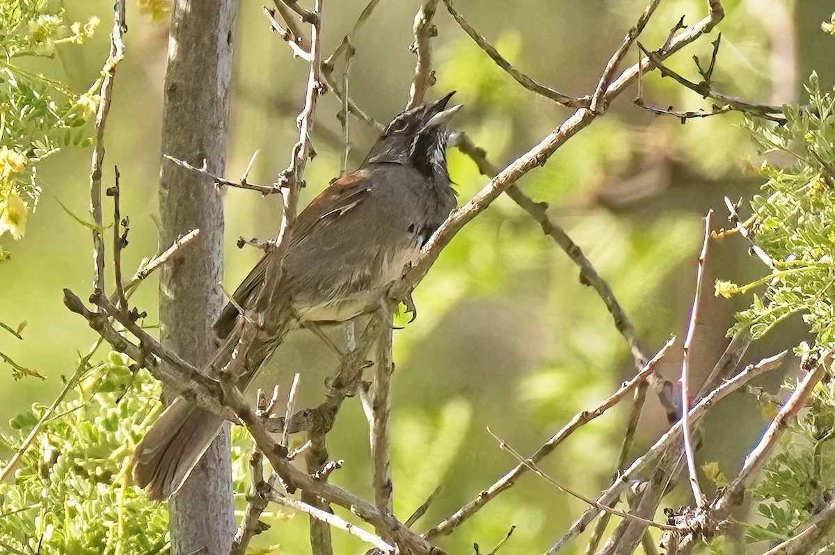 Five-striped Sparrow - ML620087930