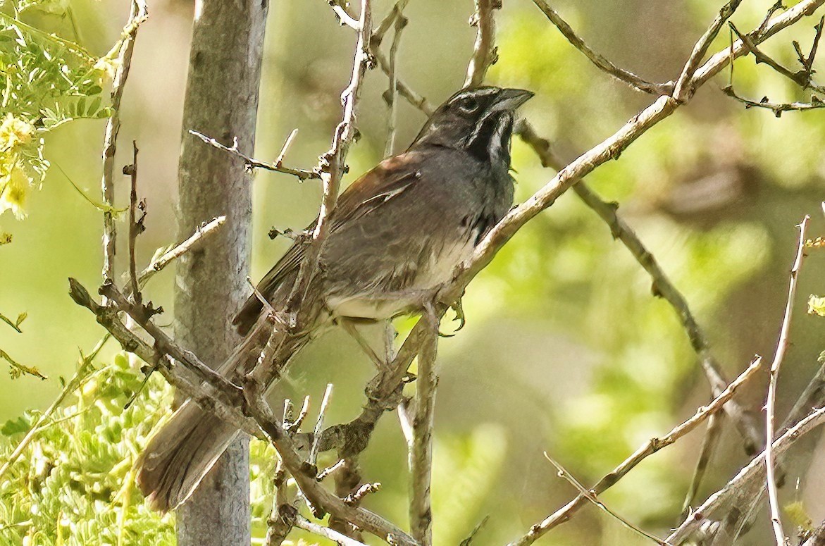 Five-striped Sparrow - ML620087931