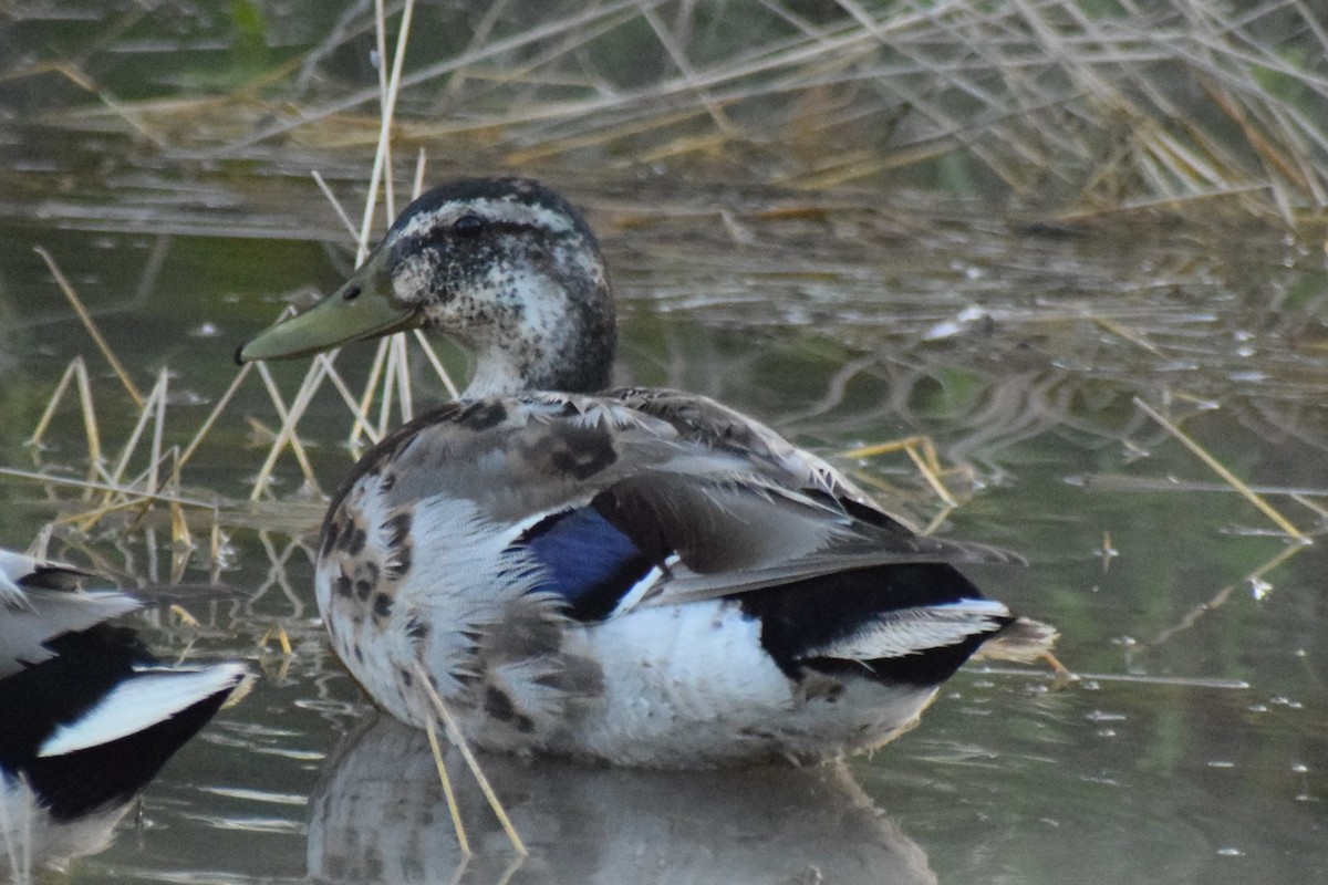 Canard colvert - ML620087934