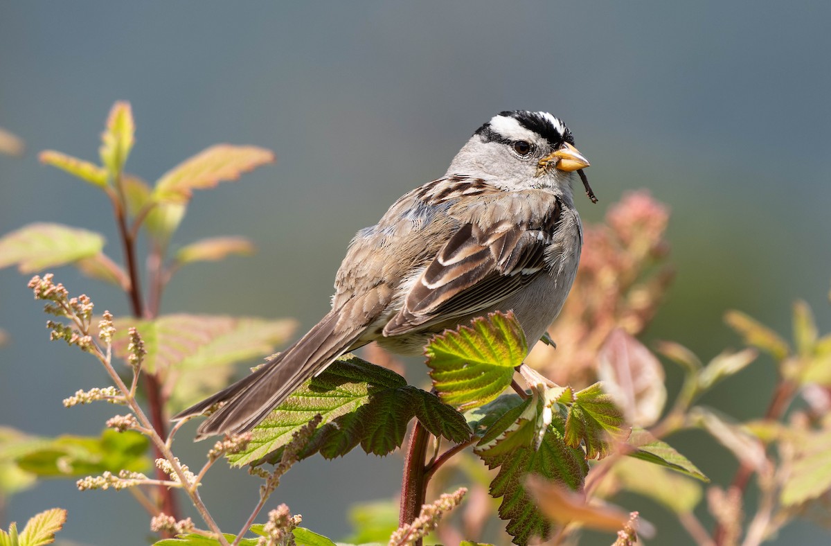 White-crowned Sparrow - ML620087958
