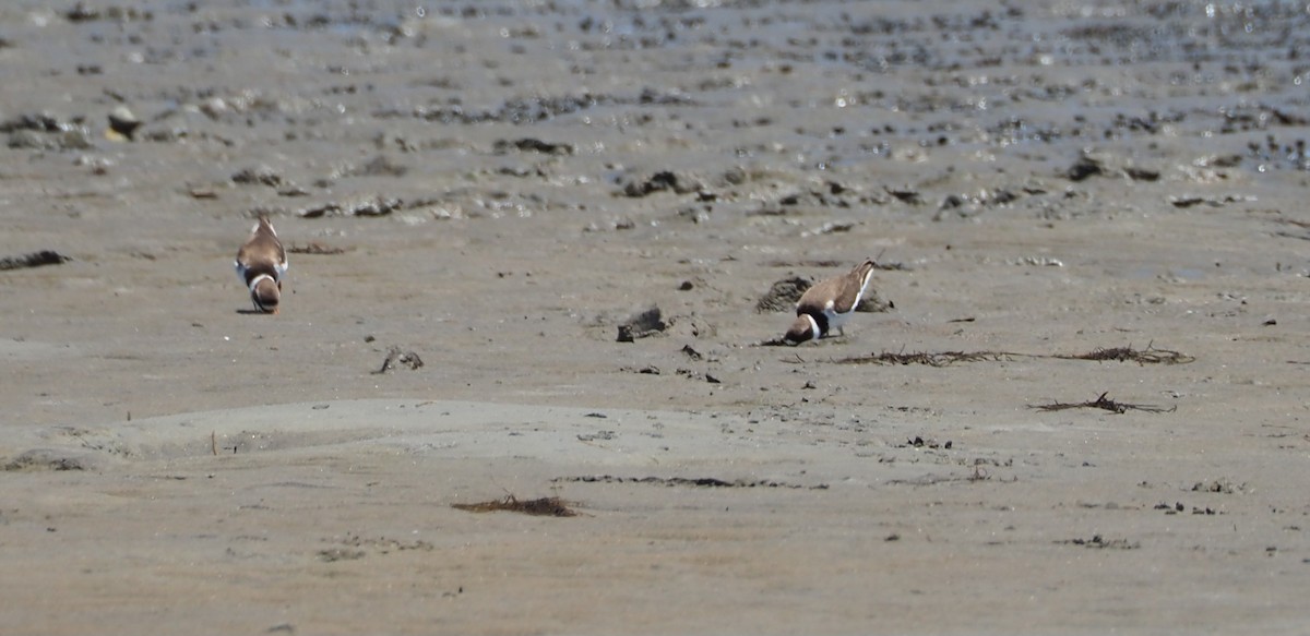 Semipalmated Plover - ML620087965