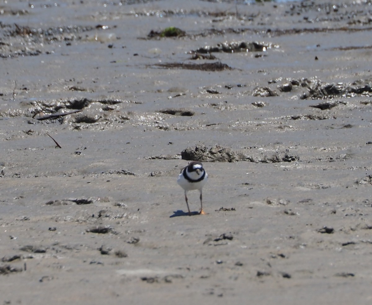 Semipalmated Plover - ML620087974