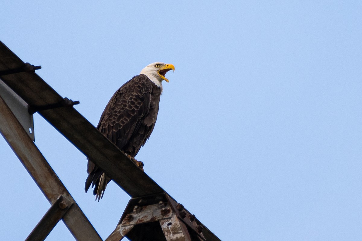 Bald Eagle - ML620087976