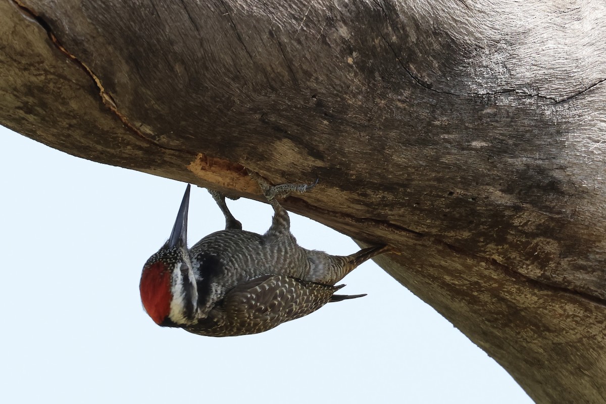 Bearded Woodpecker - ML620087987