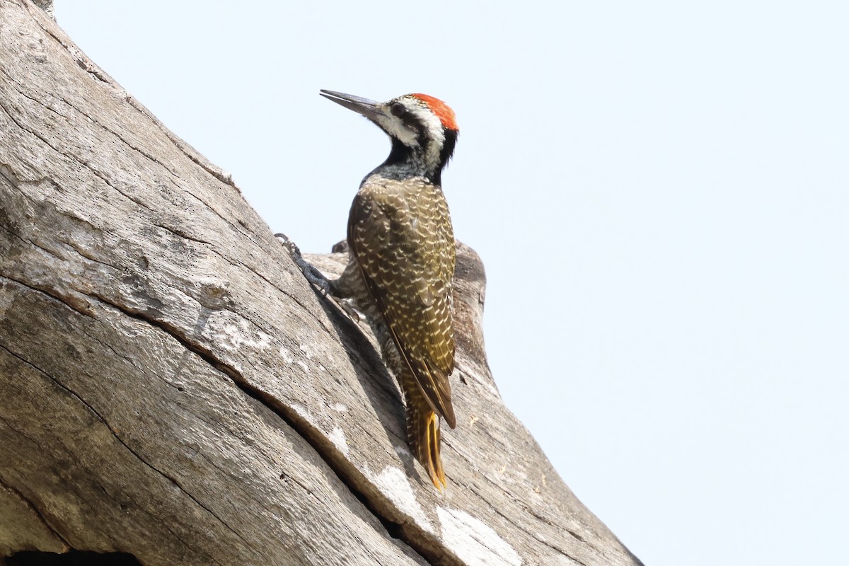 Bearded Woodpecker - ML620087988