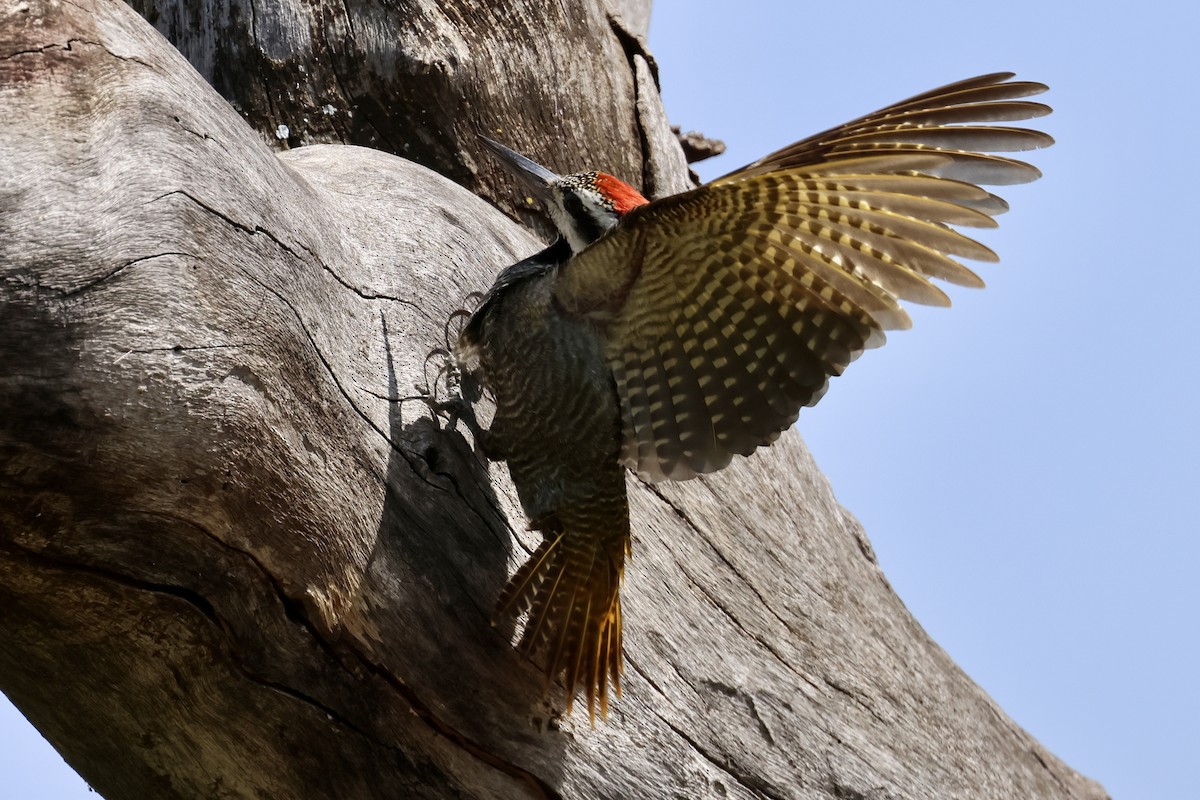 Bearded Woodpecker - ML620087989